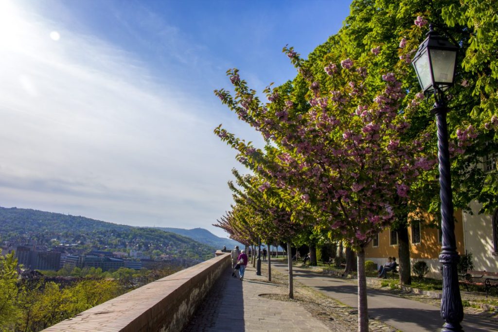 Behind Fishermans Bastion Flower Trees