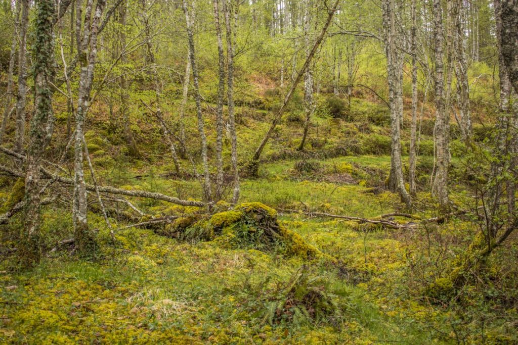 Haggis Adventures Highland Fling Tour Scotland Day 2 - Rougie Falls woods