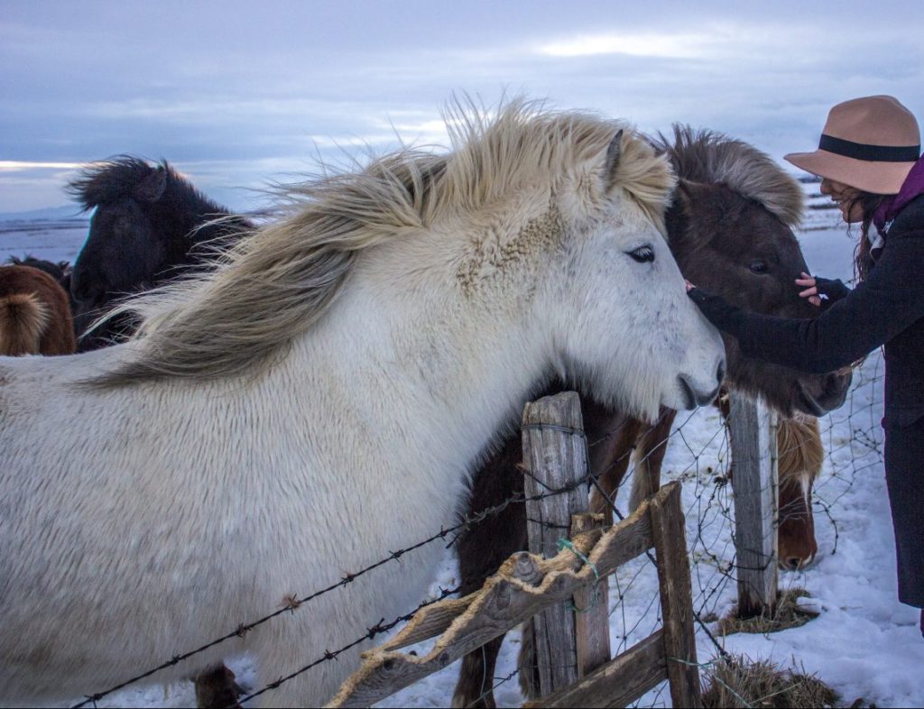 golden circle side of road icelandic horses solo female travel icelend winter roadtrip