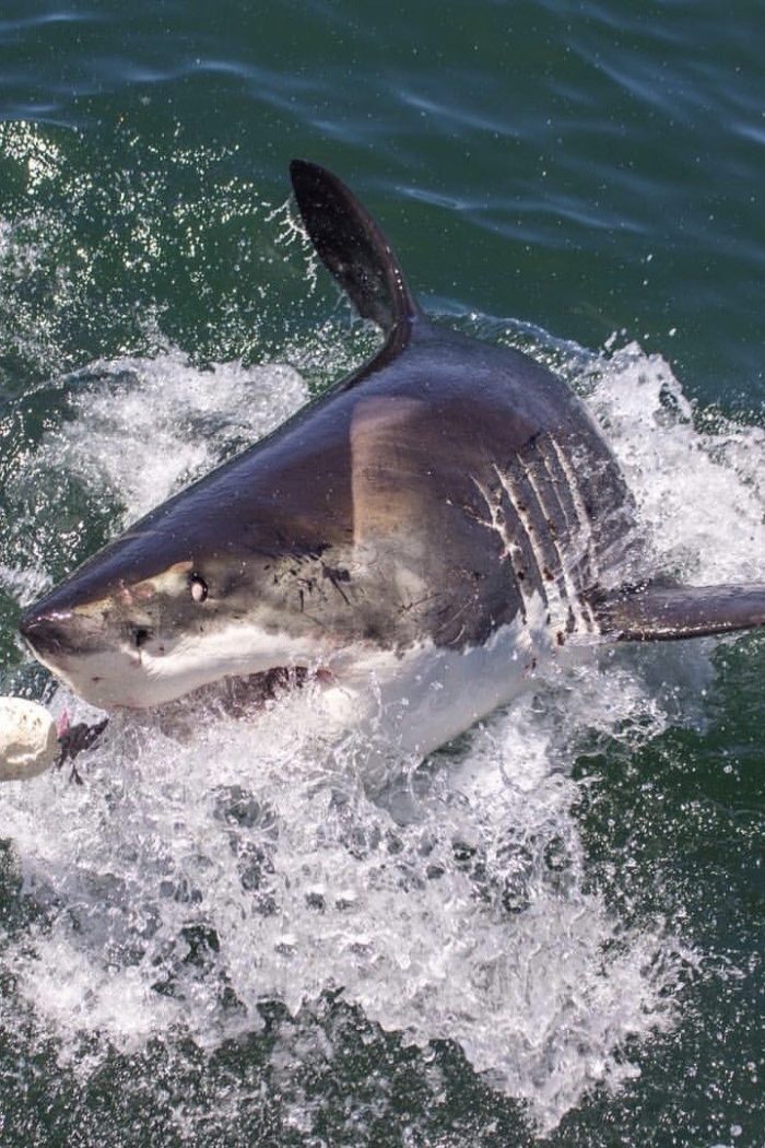 Cage Diving with Great White Sharks in South Africa