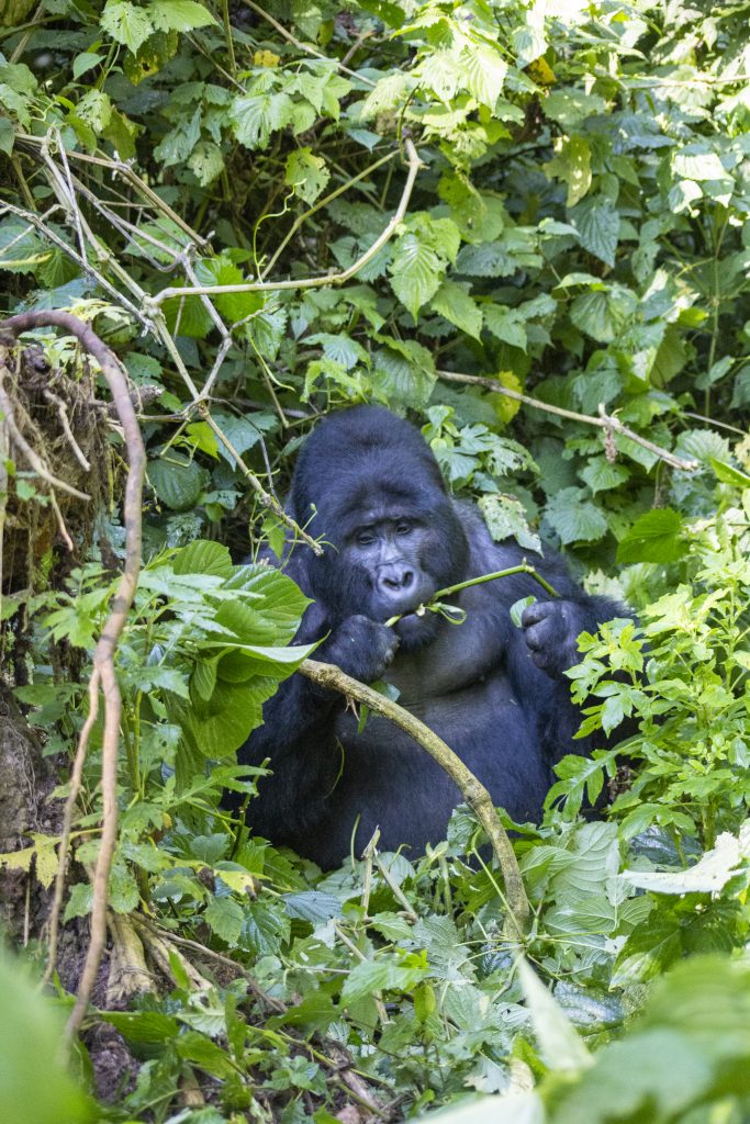 Trekking with Mountain Gorillas in Uganda