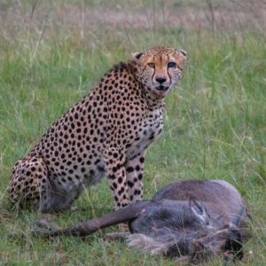 @suitcaseandi Suitcase And I solo female adventure blog cheetah masai mara east africa kenya