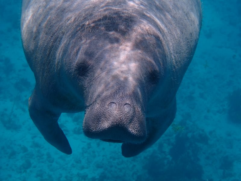 Belize Snorkeling Tour Manatee