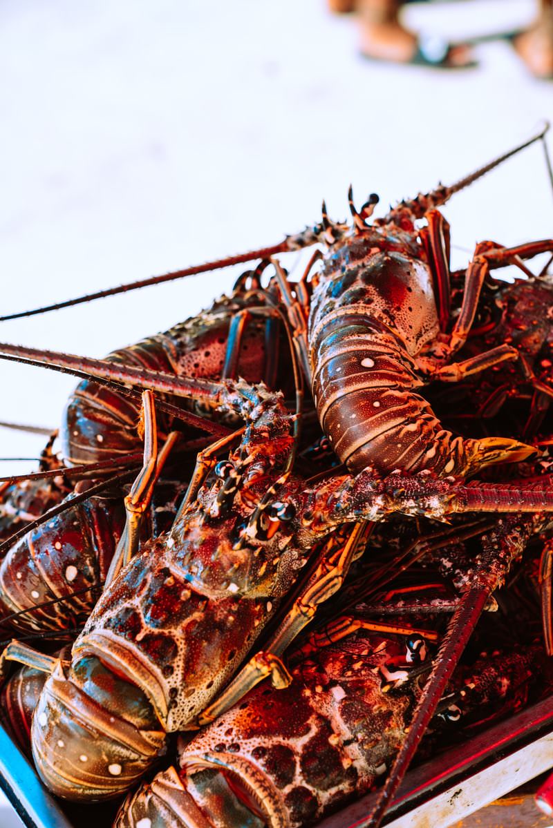 Belize Snorkeling Tour Lobster