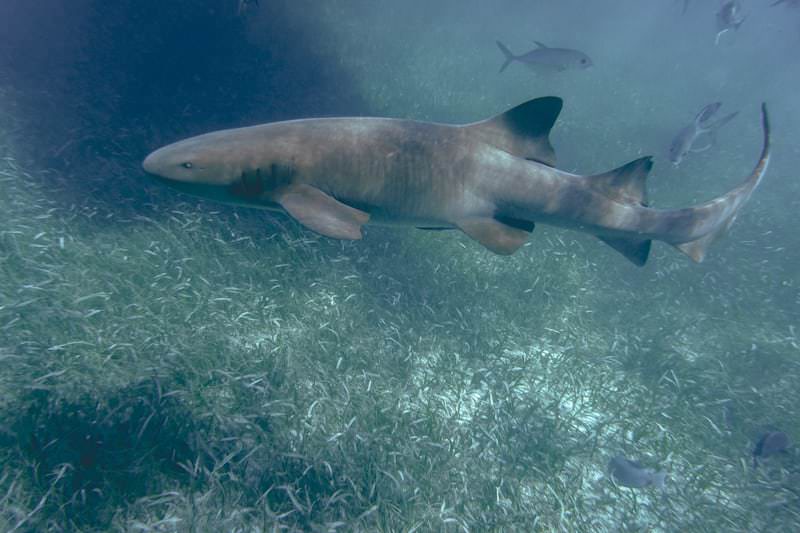 Belize Snorkeling Tour