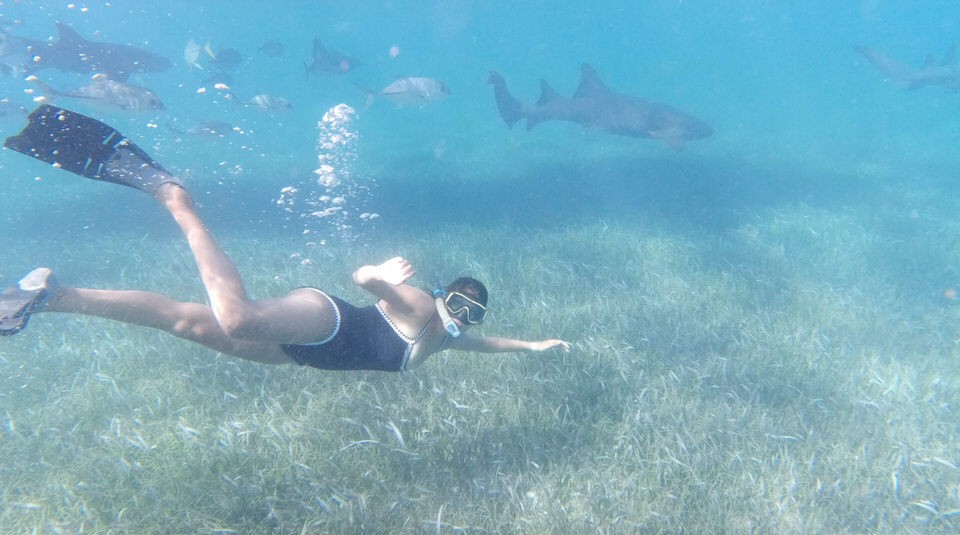 Belize Snorkeling Tour Nurse Shark