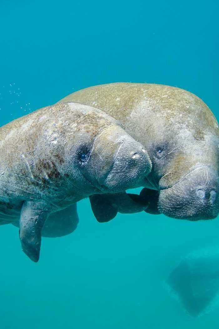 Belize Snorkeling Tour : Swimming With Manatees