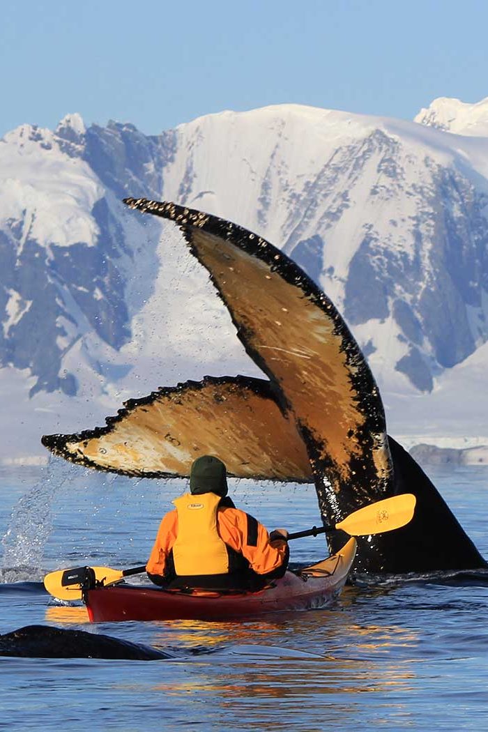 Kayaking with Humpback Whales in Antarctica